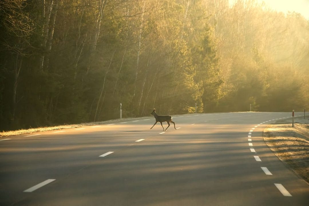 Deer Collision Season: Why Crashes With Animals Spike This Fall