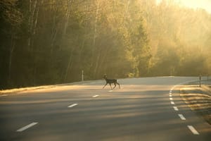 Deer Collision Season: Why Crashes With Animals Spike This Fall