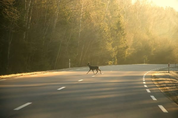 Deer Collision Season: Why Crashes With Animals Spike This Fall